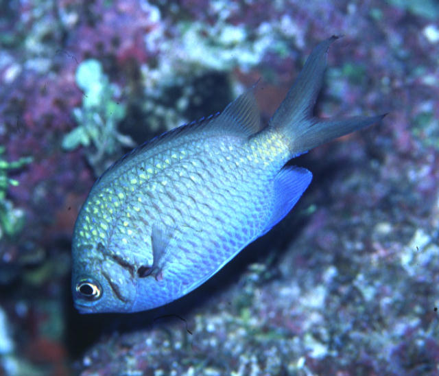 Chromis alpha